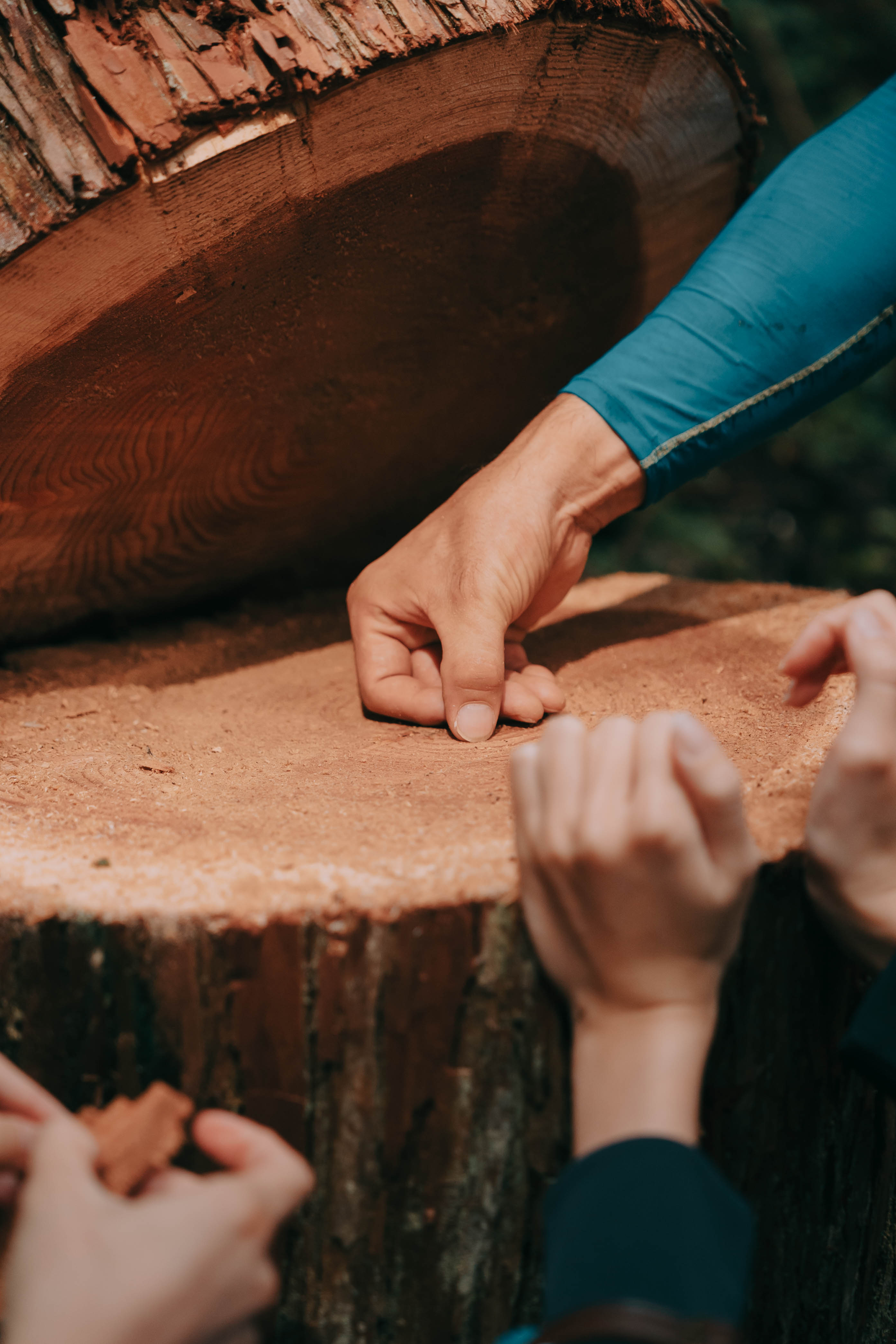 Forestry Experience